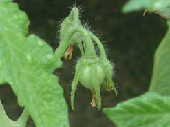 Primer bebe tomate